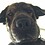 dogial